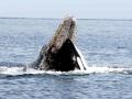 Gray Whale