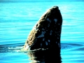 Gray Whale