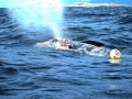 Gray Whale