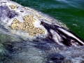 Gray Whale