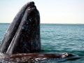 Gray Whale
