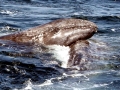 Gray Whale