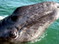 Gray Whale