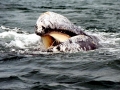 Gray Whale