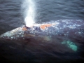 Gray Whale