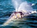 Gray Whale