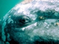 Gray Whale