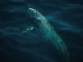 Gray Whale