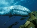 Gray Whale