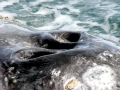 Gray Whale
