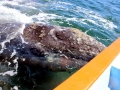 Gray Whale