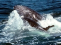 Gray Whale