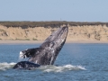 Gray Whale