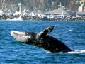Gray Whale