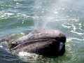 Gray Whale