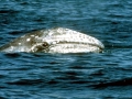 Gray Whale