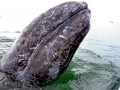 Gray Whale