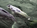 Gray Whale