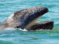Gray Whale