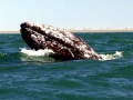 Gray Whale