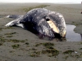 Gray Whale