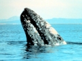 Gray Whale
