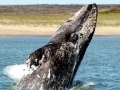 Gray Whale