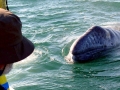 Gray Whale