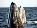 Gray Whale
