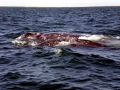 Gray Whale