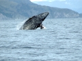 Gray Whale