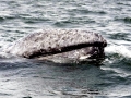 Gray Whale