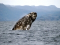 Gray Whale