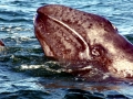 Gray Whale