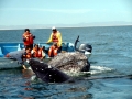 Gray Whale