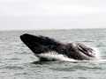 Gray Whale