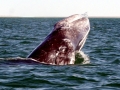 Gray Whale