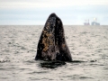 Gray Whale