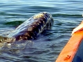 Gray Whale
