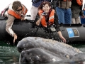 Gray Whale