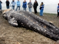 Gray Whale