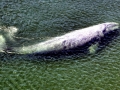 Gray Whale