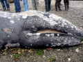 Gray Whale