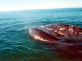Gray Whale