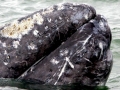 Gray Whale