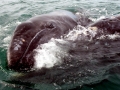 Gray Whale