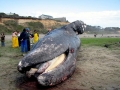 Gray Whale
