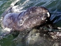 Gray Whale