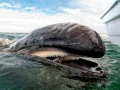 Gray Whale