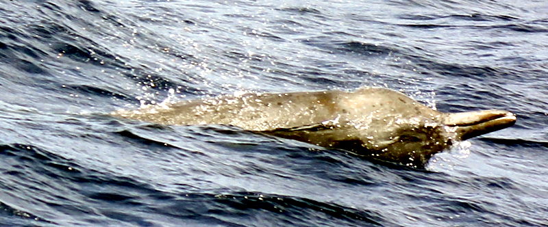 Gray's Beaked Whale